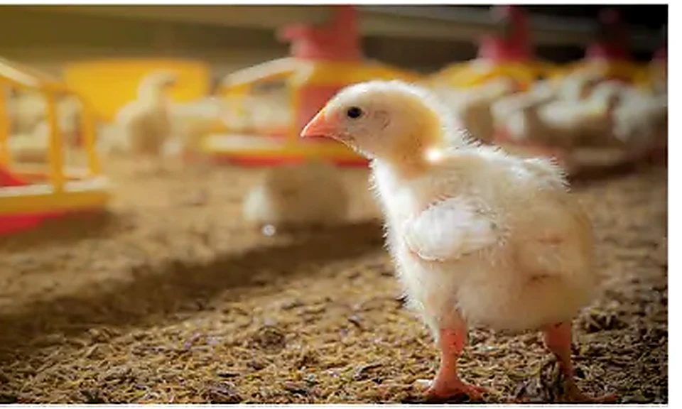 Chicken Litter used as feedstock for BioCNG production