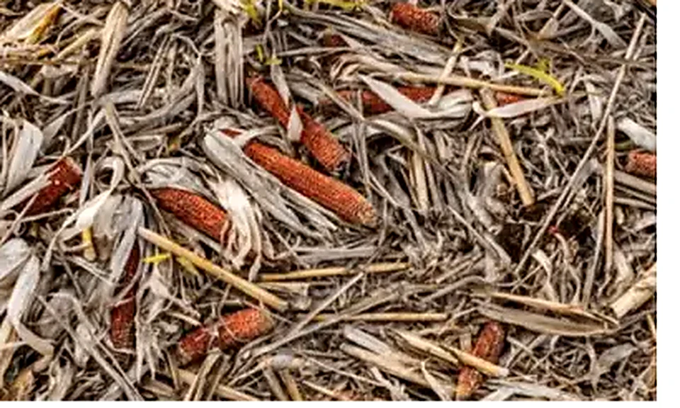 Maize Waste used as feedstock for BioCNG production