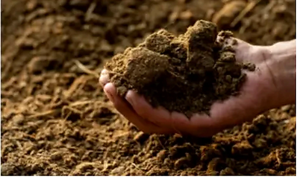 Cattle Dung used as feedstock for BioCNG production